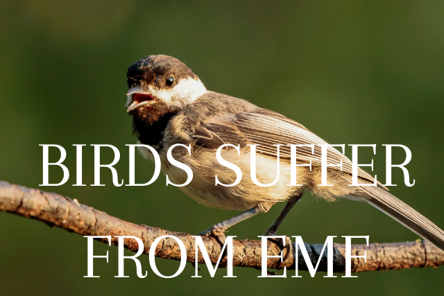 Birds suffer from EMF